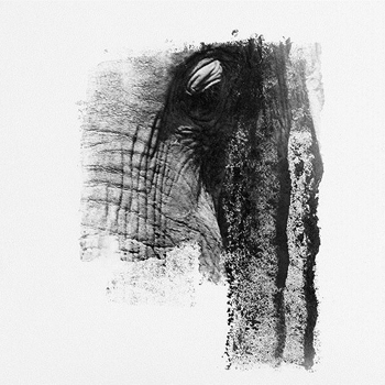 Elefante africano. / Lisette Pons
