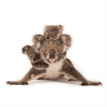 Una sugerente selección de imágenes sobre las especies amenazadas del planeta.