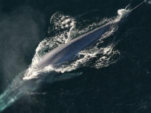 Identificado uno de los animales más grandes de la historia. / janeb13 (PIXABAY)