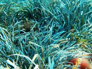 Posidonia oceanica. / Alberto Romeo (PIXABAY)