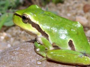 Juvenil de Ranita de San Antonio (Hyla molleri), en el río Yeltes, Salamanca (España). / © David Pérez (DPC) (https://bit.ly/2XeIL0J), Wikimedia Commons, Licencia cc-by-sa-4.0 (https://bit.ly/1xMszCg)