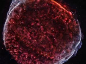 Una nueva imagen de Chandra del SN 1006 proporciona nuevos detalles sobre los restos de una estrella explotada. / NASA/CXC/Middlebury College/F.Winkler