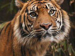 Animales contra drones