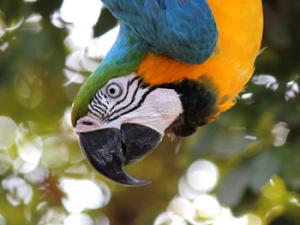 La caza, una 'gran amenaza' para la vida silvestre de las regiones tropicales