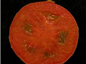 Frutos sin semillas del mutante <I>hydra</i> de tomate. / CSIC