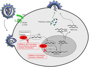 Identifican nuevos mecanismos naturales que evitan que los titíes se infecten por el VIH