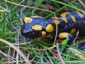 El hongo que devora a las salamandras