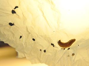 Plástico biodegradado por 10 gusanos en 30 minutos