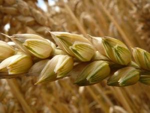 Los científicos desaconsejan una dieta sin gluten a las personas no celíacas
