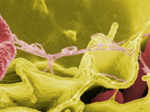 Proponen crear un "Arca de Noé" de bacterias para salvar a la humanidad