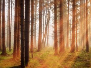 La cámara más rápida del mundo es capaz de congelar el movimiento de la luz