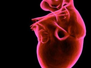 Ilustración de corazón humano. / sbtlneet (PIXABAY)