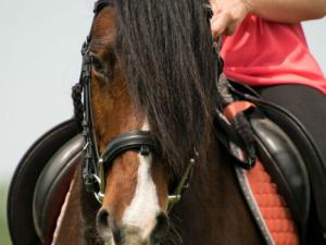 Los hombres que domesticaron caballos por primera vez. / PixelwunderByRebecca (PIXABAY)