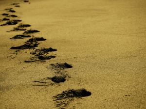 Descubren la huella de animal más antigua de la Tierra. / Free-Photos (PIXABAY)