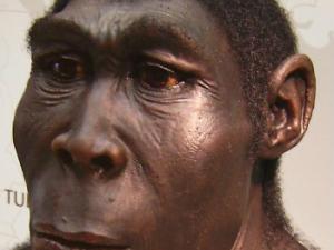 Reconstrucción plástica de un Homo erectus. /  klimaundmensch.de (WIKIMEDIA)