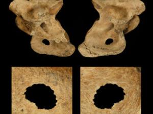 Vista frontal y posterior de una lesión de caza en una vértebra cervical de un ciervo cazado por los neandertales hace 120.000 años a orillas de un lago cercano a la actual Halle (Alemania). Fotografía: Eduard Pop, Centro de Investigaciones Arqueológicas MONREPOS y Museo para la Evolucion del Comportamiento Humano, Römisch-Germanisches Zentralmuseum, Leibniz-Researchinstitute for Archaeology.