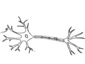 Una vez colocadas en la posición que corresponde a cada una, las neuronas han de establecer conexiones con otras células por medio de sus axones. / OpenClipart-Vectors (PIXABAY)