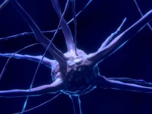 La muestra de mayor edad en la que los investigadores todavía veían unas pocas neuronas jóvenes pertenecía a un niño de 13 años. / ColiN00B (PIXABAY)