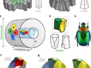 Los escutoides (d) tienen superficies curvadas y al menos un vértice en un plano distinto a las dos bases. Adoptan su nombre de una pieza (e) del tórax de escarabajos / Nature Communications