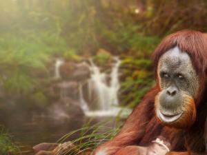 Las diez nuevas especies más impactantes del año. / darkmoon1968 (PIXABAY)