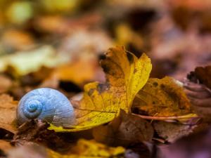 El suelo siempre constituyó la última frontera de nuestro conocimiento. / Curriculum_Photografia (PIXABAY)