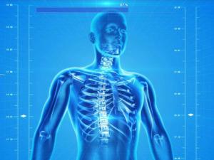 Descubren un sistema circulatorio oculto dentro de los huesos