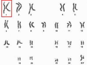 Diseñada una terapia celular capaz de revertir el envejecimiento