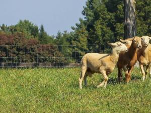 Perro pastoreando ovejas. / JamesDeMers (PIXABAY)