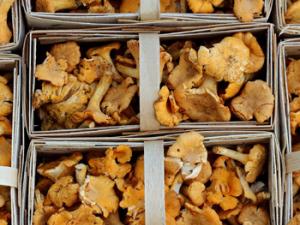 Setas, fuente natural de vitamina D. / herbert2512 (PIXABAY)