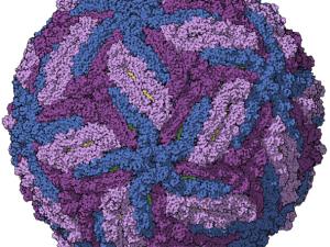 La conquista de América del zika fue mucho antes de lo que se pensaba