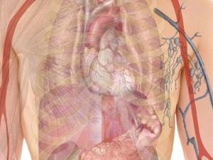 anatomy-g7db52f503_1280