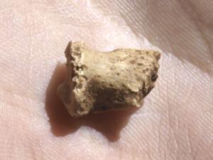 Falange del pie de neandertal hallado en la Galería de las Estatuas de la Sierra de Atapuerca. / Javier Trueba