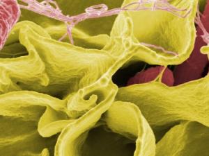 bacteria-g7e8194a8f_