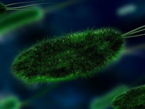 bacteria-gfd2e7e86f