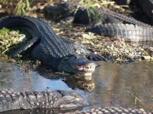 Los últimos 'caimanes' que vivieron en España
