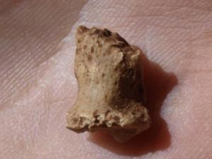 Falange de pie hallada en el yacimiento de la Galería de las Estatuas de la Sierra de Atapuerca (Burgos). / CENIEH