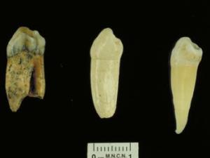Muestras de dientes antiguos. / CENIEH