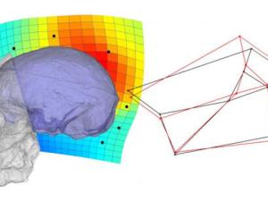 20 años de estudios sobre la evolución de la corteza parietal