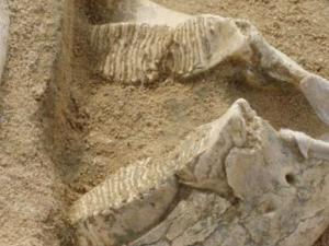 Mandíbula y costillas de <em>Mammuthus intermedius</em>. / CENIEH