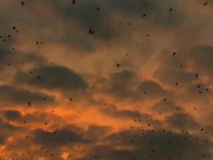 El clima, factor clave para entender el origen de los puntos calientes de biodiversidad