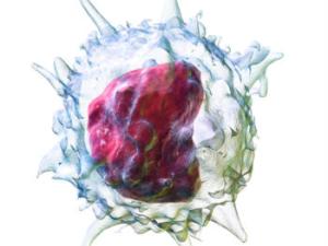 Monocito. / Blausen.com staff (2014). "Medical gallery of Blausen Medical 2014". WikiJournal of Medicine 1 (2). DOI:10.15347/wjm/2014.010. ISSN 2002-4436.