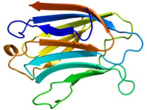 Gen LGALS3, codificador de la proteina Galectina-3, posible biomarcador que ayuda en el pronóstico de pacientes con aneurisma aórtica abdominal. / Emw (WIKIMEDIA)