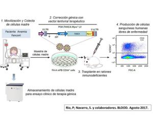 La terapia génica es factible en células madre de pacientes con anemia de Fanconi