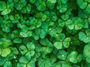 clover-g1c05c4970_1
