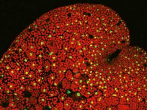Imagen de co-receptor de la hormona vegetal descubierta, dinor-OPDA. / CNB-CSIC