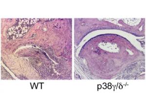 Dos proteínas con importantes funciones fisiológicas que hasta hoy habían pasado desapercibidas