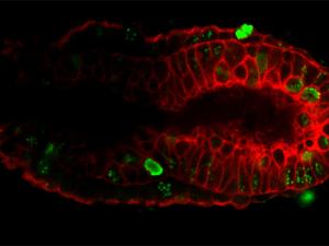 La imagen muestra un embrión temprano de ratón en dónde se pueden ver las células pluripotentes.