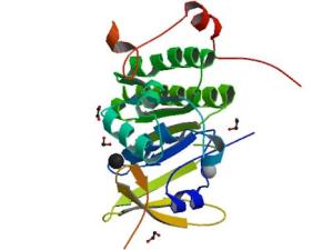 Proteína BRCA2. / ProteinBoxBot at English Wikipedia (WIKIMEDIA)