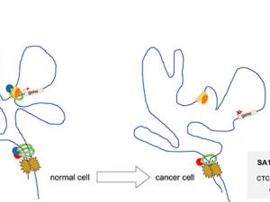 El papel de la cohesina en la estructura 3D del ADN permite comprender mejor las células tumorales. / CNIO
