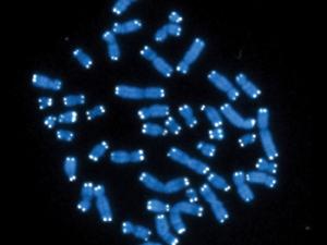 Cromosomas humanos (azul), cada uno con su par de telómeros (blanco). / Hesed Padilla-Nash and Thomas Ried, National Cancer Institute, National Institutes of Health (FLICKR)